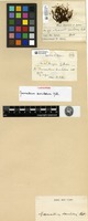 Isosyntype of Macromitrium serrulatum Mitt. [family ORTHOTRICHACEAE]