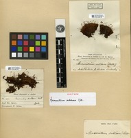 Isotype of Macromitrium sublaeve Mitt. [family ORTHOTRICHACEAE]