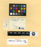 Isotype of Holomitrium comorense Müll. Hal. [family DICRANACEAE]
