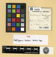 Type of Isopterygium barbieri Cardot & Copp. [family HYPNACEAE]