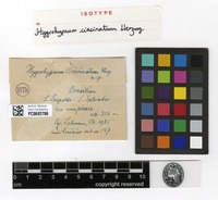 Isotype of Hygrohypnum circinatum Herzog [family AMBLYSTEGIACEAE]