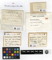Type of Groutiella pobeguinii (Paris & Broth.) Wijk & Margad. [family ORTHOTRICHACEAE]