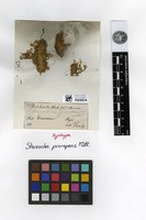 Syntype of Stereodon prorepens Mitt. [family HYPNACEAE]