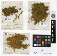 Type of Vesicularia eurycladia (Besch.) Broth. [family HYPNACEAE]