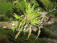 Oberonia disticha