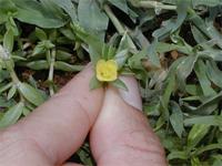 Portulaca quadrifida