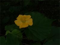 Abutilon indicum