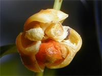 Maytenus undata