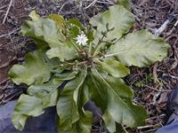 Anthocleista grandiflora