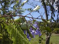 Jacaranda mimosifolia