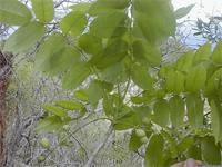 Sclerocarya birrea