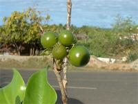 Strychnos spinosa