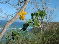 Abutilon indicum