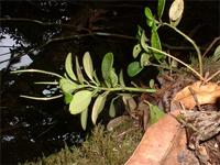Peperomiaboivinii