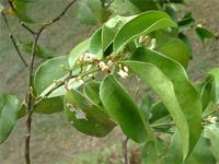 Olax dissitiflora