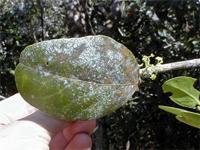Mystroxylon aethiopicum