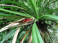 Pandanus cominsii