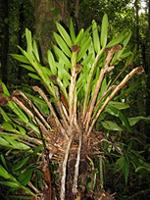 Agrostophyllum majus