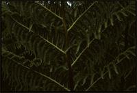 Cyathea dregei