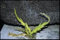 Oberonia disticha