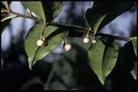 Oncostemon leprosum