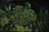 Polyscias felicis
