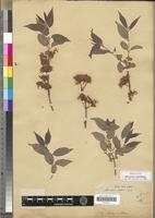 Isotype of Microsteira curtisii Baker [family MALPIGHIACEAE]