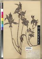 Isosyntype of Microsteira glaucifolia Arènes [family MALPIGHIACEAE]