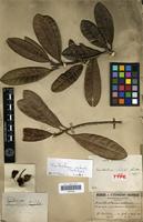 Lectotype of Xanthostemon sebertii Guillaumin [family MYRTACEAE]