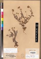 Holotype of Pulicaria rueppellii A.Rich. [family ASTERACEAE]