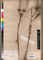 Isotype of Geigeria zeyheri Harv. [family ASTERACEAE]