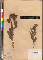 Type of Veslingia scabra Vis. [family ASTERACEAE]