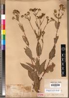 Syntype of Guizotia schultzii Sch. Bip. [family ASTERACEAE]