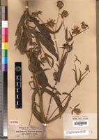 Syntype of Guizotia schultzii Sch. Bip. [family ASTERACEAE]
