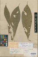 Syntype of Acalypha cuneata Poepp. [family EUPHORBIACEAE]