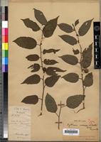 Holotype of Byttneria ivorensis N.Hallé [family STERCULIACEAE]