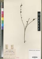 Holotype of Limonium boitardii Maire [family PLUMBAGINACEAE]
