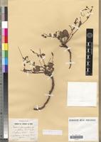 Holotype of Erodium glabrum Pomel [family GERANIACEAE]