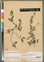 Holotype of Deeringia humbertiana Cavaco [family AMARANTHACEAE]