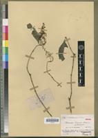 Isotype of Chasallia coursii Bremek. [family RUBIACEAE]