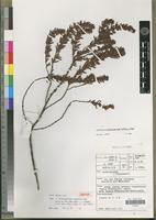 Isotype of Anthospermum isaloense Puff [family RUBIACEAE]