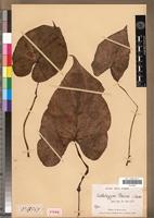 Type of Colletogyne perrieri S.Buchet [family ARACEAE]