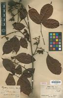 Isotype of Paullinia tricornis Radlk. [family SAPINDACEAE]