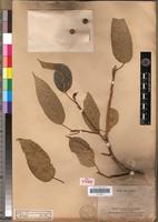 Isotype of Ficus assimilis Baker [family MORACEAE]