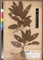 Isotype of Ficus trichoclada Baker [family MORACEAE]