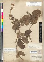 Lectotype of Cissampelos mucronata A.Rich. [family MENISPERMACEAE]