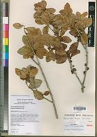 Isotype of Scolopia maoulidae Hul, Labat & O.Pascal [family FLACOURTIACEAE]