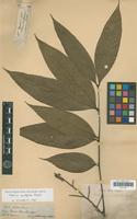 Isotype of Talisia acutifolia Radlk. [family SAPINDACEAE]