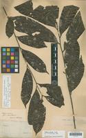 Syntype of Talisia carinata Radlk. [family SAPINDACEAE]