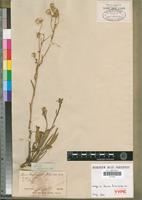 Isotype of Senecio hieracioides DC. [family ASTERACEAE]